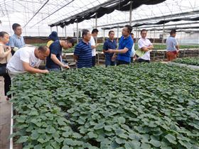 湖南湘西州农业系统来安信种苗考察学习